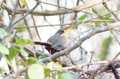 Morococcyx erythropygus