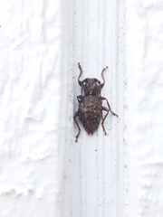 Plectrura spinicauda