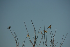 Muscisaxicola maclovianus