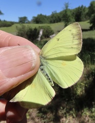 Colias occidentalis