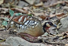 Arborophila brunneopectus