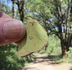 Colias occidentalis