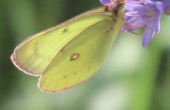 Colias occidentalis