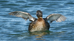 Poliocephalus rufopectus