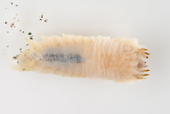 Cistenides granulata