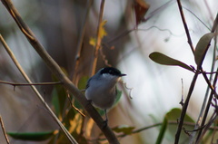 Polioptila albiloris
