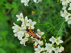 Stenurella septempunctata