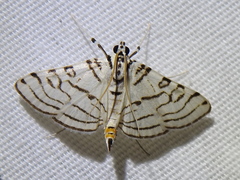Conchylodes concinnalis