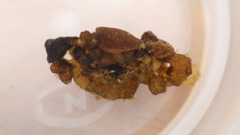 Glossosoma