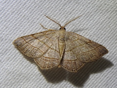 Eumacaria madopata