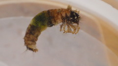 Glossosoma