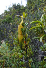 Nepenthes singalana