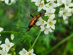 Stenurella septempunctata