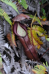 Nepenthes singalana