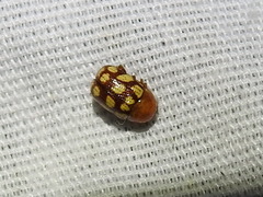 Cryptocephalus guttulatus