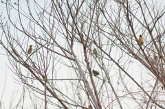 Icterus spurius