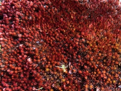 Imbribryum alpinum