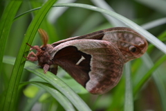 Callosamia angulifera