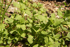 Moehringia trinervia