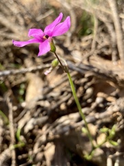 Oxalis livida