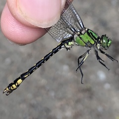 Ophiogomphus mainensis