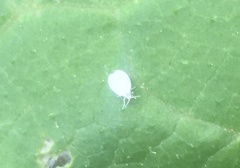 Aleyrodes proletella