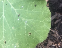 Aleyrodes proletella