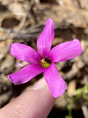 Oxalis livida