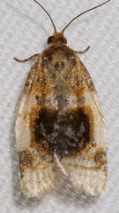 Clepsis melaleucanus