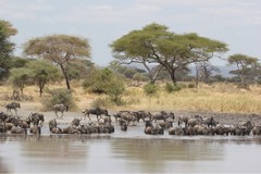 Connochaetes taurinus albojubatus