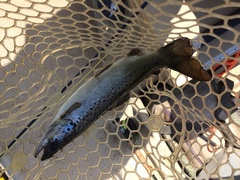 Salmo salar