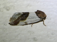 Tarache lactipennis