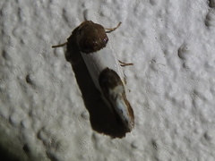Tarache lactipennis