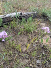Allium nevii