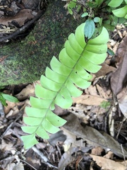 Woodland necklace fern