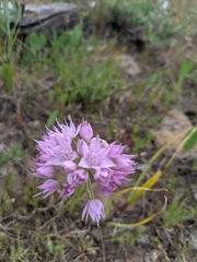 Allium nevii