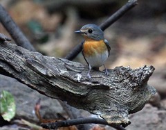 Cyornis
