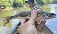 Sauger photo 3