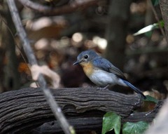 Cyornis