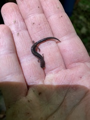 Plethodon cinereus