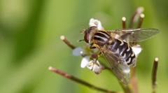 Anasimyia interpuncta