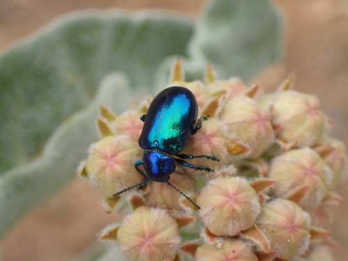 Cobalt Milkweed Beetle photo 6