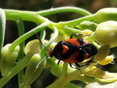Deraeocoris schach