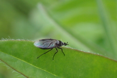 Dilophus febrilis