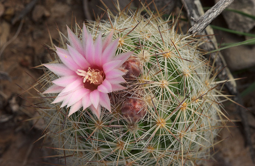 Whitecolumn Foxtail Cactus