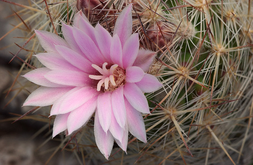 Whitecolumn Foxtail Cactus