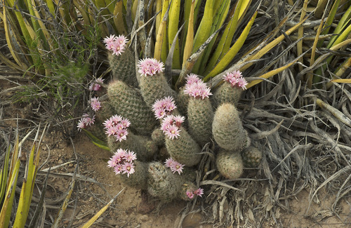 Whitecolumn Foxtail Cactus