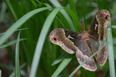 Callosamia angulifera