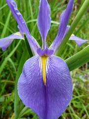 Iris giganticaerulea