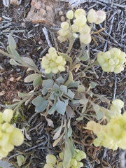 Physaria acutifolia